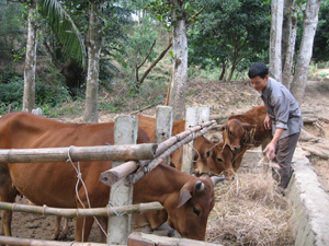 Người dân xã Mường Chiềng (Đà Bắc) tích trữ thức ăn khô và che chắn chuồng trại đúng cách nhằm đảm bảo sức khỏe cho vật nuôi trong những ngày rét đạm, rét hại.