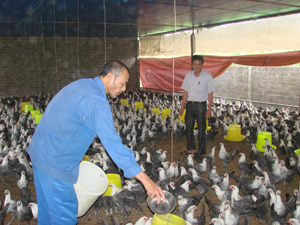 Đảng bộ huyện Yên thủy đã lãnh đạo tạo được bước chuyển mạnh trong chuyển dịch cơ cấu cây trồng - vật nuôi trên địa bàn.  ảnh: Mô hình nuôi gà Ai Cập siêu trứng ở  thị trấn Hàng Trạm (Yên Thủy).


