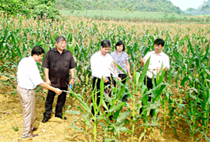 Lãnh đạo Ban Dân tộc tỉnh  khảo sát mô hình trồng ngô cao sản  tại Thung Rếch, xã Tú Sơn (Kim Bôi).