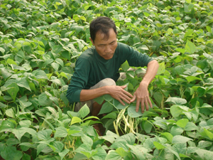 Nhờ trồng rau, màu đem lại thu nhập ổn định cho gia đình ông Nguyễn Văn Xỏn ở xóm 5, xã Sủ Ngòi (TPHB).