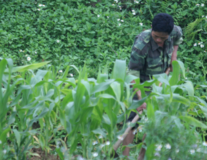 Nắm được kỹ thuật canh tác, tích cực áp dụng KH-KT vào gieo trồng, năng suất ngô ở Mường Chiềng đạt 50 tạ/ha, góp phần  ổn định cuộc sống cho nhân dân.