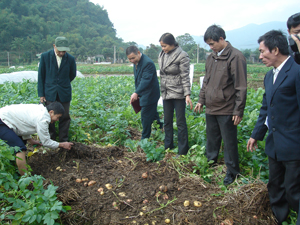 Trồng khoai tây bằng phương pháp làm đất tối thiểu giảm công lao động cho năng uất cao hơn phương pháp canh tác truyền thống