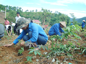 Nông dân xã Yên Thượng (Cao Phong) tích cực trồng rừng phủ xanh đất trống, đồi trọc chống xói mòn đồi.