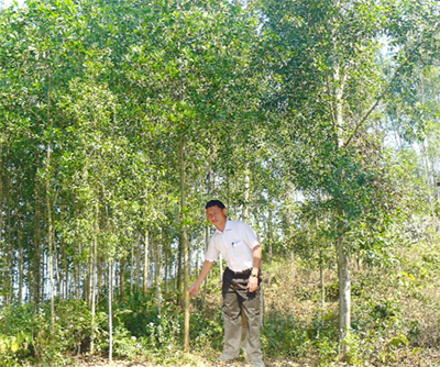 Anh Nguyễn Văn Viện, xóm Đồng Mới,  xã Đồng Tâm (Lạc Thủy) bên cánh rừng keo năm thứ hai.