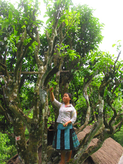 Những cây chè shan tuyết cổ thụ tại xã Pà Cò (Mai Châu).