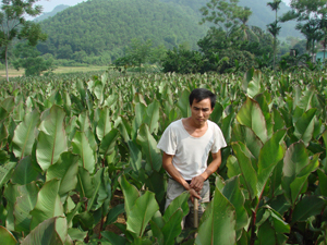 Dong riềng - cây trồng chủ lực mang lại giá trị kinh tế cao cho người dân vùng đất bãi Kỳ Sơn.