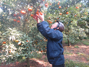 Nghề trồng cam đã giúp nhiều hộ nông dân ở khu 5B đổi đời (trong ảnh: vườn cam 5,5ha của lão nông Tạ Đình Đào đạt doanh thu tiền tỷ mỗi năm).