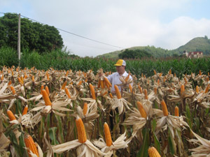 Nhờ chuyển đổi giống ngô lai mới và ứng dụng KH-KT trong sản xuất nên năng suất ngô  ở xã Toàn Sơn (Đà Bắc) đạt gần 40 tạ/ha.