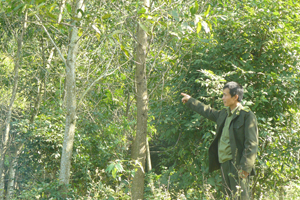 Diện tích rừng ở xã Đồng Tâm (Lạc Thủy) phát triển tốt nhờ quản lý, bảo vệ rừng được thực hiện hiệu quả.