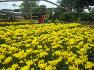 Vườn cúc pha lê của gia đình chị Mai Thị Đào đang trong thời kỳ nở rộ