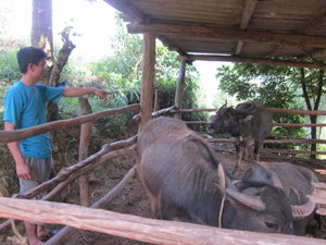 Hộ chăn nuôi xóm Chầm, xã Yên Lập quản lý tốt đàn gia súc vào vụ đông.
