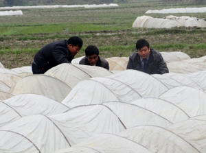Cán bộ Chi cục BVTV kiểm tra diện tích mạ gieo được che phủ nilon tại xã Lạc Long, huyện Lạc Thủy.
