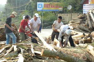 Nông dân xã Nuông Dăm (Kim Bôi) khai thác gỗ nguyên liệu bán cho các nhà máy, giá trị ước đạt từ 60- 70 triệu đồng/ha.