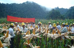 Những năm qua, Đảng ủy, chính quyền xã Quyết Chiến (Tân Lạc) đã chú trọng lãnh đạo, chỉ đạo xây dựng các mô hình khuyến nông giúp nông dân nâng cao hiệu quả LĐSX.

