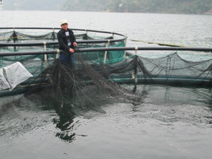 Mô hình nuôi cá Tầm ở xã Hiền Lương (Đà Bắc) đang từng bước mang lại hiệu quả kinh tế cho người dân địa phương.
