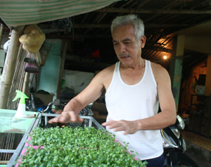 Từ ngày trồng rau mầm gia đình ông Nguyễn Văn Dũng ở tổ 1, phường Chăm Mát (thành phố Hoà Bình) được ăn rau sạch do chính tay mình làm ra.