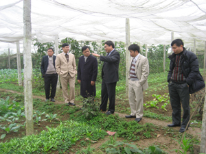 BCĐ 800 tỉnh đi kiểm tra thực tế mô hình sản xuất rau an toàn ở xã Nhuận Trạch, Lương Sơn.