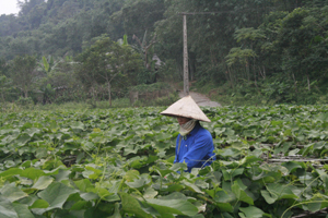 Nông dân xóm Khan Thượng, xã Ba Khan (Mai Châu) phát triển mô hình trồng su su lấy ngọn mang lại hiệu quả kinh tế cao. 

