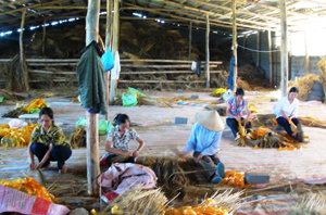 Cơ sở sản xuất chổi chít xã Mông Hóa (Kỳ Sơn) góp phần giải quyết việc làm cho nhiều lao động trên địa bàn.