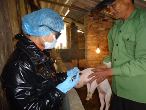 Tỷ lệ tiêm phòng bệnh tả trên đàn lợn địa bàn huyện Mai Châu luôn đạt trên 90%.