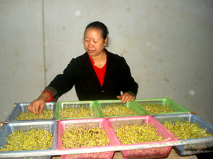 Chị Nguyễn Thị Bích, tổ 5B, phường Phương Lâm (TPHB) giới thiệu mô hình trồng rau mầm phục vụ cho việc kinh doanh của gia đình.