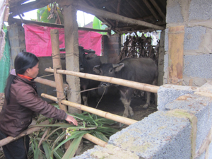 Hộ chăn nuôi xóm Nam Hạ đổi ngày công lấy thức ăn dự trữ cho gia súc.

