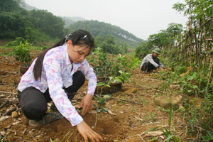 Nhờ nguồn vốn NHNN&PTNT, nhiều người dân xã Thu Phong (Cao Phong) có điều kiện phát triển sản xuất nông nghiệp, nông thôn.