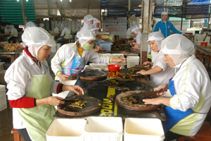 Nữ công nhân Công ty Pacific trong phân xưởng chế biến  dưa chuột được quan tâm  thực hiện đầy đủ chế độ,  chính sách và trang bị  bảo hộ lao động.