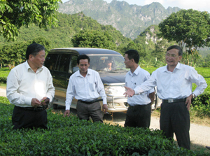 Đồng chí Hoàng Việt Cường, Bí thư Tỉnh ủy thăm mô hình trồng chè cao sản của Công ty TNHH một thành viên Sông Bôi (Lạc Thủy). 
Ảnh: Bùi Văn Chúc (VP Tỉnh ủy)
