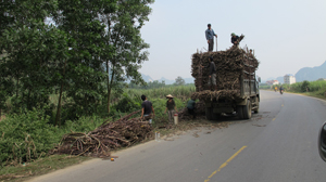 Nông dân xã Yên Lạc – Yên Thuỷ thu hoạch mía vận chuyển về xuôi.
