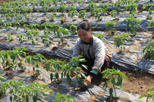 Nông dân xóm Chóng, xã Yên Lạc (Yên Thủy) chăm sóc diện tích ớt trong mô hình.   

