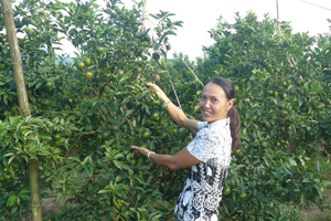 Từ vốn vay ưu đãi của NHCSXH, chị Trần Thị Tám, xóm Hải Phong, xã Bắc Phong (Cao Phong) mở rộng đầu tư trồng cam cho hiệu quả kinh tế cao.

