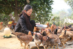 Dự án nhân rộng mô hình giảm nghèo hỗ trợ hộ nghèo nuôi gà đồi tại xã Xuân Phong (Cao Phong).

