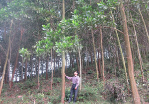 Mùa khô 2013 - 2014, diện tích rừng trồng kinh tế ở xóm Thấu, xã Lạc Sỹ (Yên Thủy) tiếp tục phát triển nhờ được chăm sóc, bảo vệ tốt.
