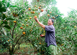 Ông Nguyễn Tất Bình, chi hội nông dân khu 4, thị trấn Cao Phong (Cao Phong) mỗi năm thu hàng tỉ đồng từ trồng cam.

