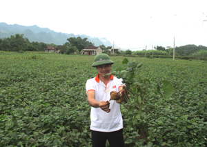 Vụ củ đậu năm 2013, người dân xóm Gò Lăng (xã Tân Mỹ) phấn khởi khi cây củ đậu đạt năng suất trung bình trên 35 tấn/ha.


