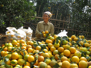 Hộ dân thị trấn Cao Phong (Cao Phong) thu hoạch cam lòng vàng cho năng suất cao, được giá.