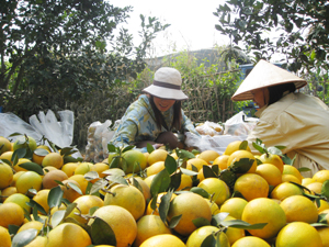 Nhân dân khu 5B - thị trấn Cao Phong (Cao Phong) mở rộng đầu tư trồng cây có múi cho thu nhập cao.