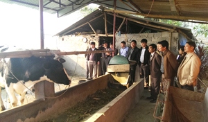 Mô hình chăn nuôi bò sữa được thực hiện tại xóm Liên Khuê, xã Liên Sơn (Lương Sơn) với tổng vốn đầu tư gần 1,4 tỉ đồng. Ảnh: BCĐ 800 tỉnh và huyện thăm quan mô hình bò sữa của hộ ông Nguyễn Văn Sinh.