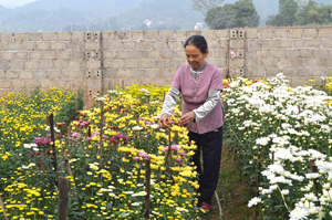 Bà Trần Thị Cà chăm sóc vườn hoa cúc cung cấp cho thị trường dịp Tết Nguyên đán.
