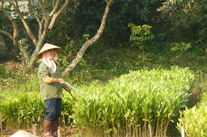 Trung tâm Giống cây trồng tỉnh chủ động giống keo phục vụ cho trồng rừng vụ xuân 2014.