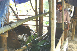 Từ vốn vay ưu đãi của NHCSXH, nhiều hộ gia đình ở xã Tòng Đậu (Mai Châu) đầu tư chăn nuôi bò từng bước thoát nghèo.