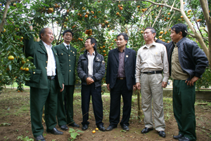 Huyện Cao Phong hiện có 1.336 trang trại và vườn rừng do hội viên CCB làm chủ đạt hiệu quả kinh tế cao. Ảnh: Lãnh đạo Hội CCB tỉnh và huyện Cao Phong thăm mô hình trồng cây cam, quýt của CCB Dương Văn Chiến, hội viên Hội CCB thị trấn Cao Phong.