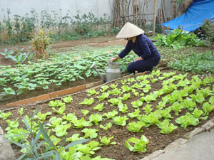 Hội viên chi hội phụ nữ số 7, phường Chăm Mát phát triển trồng rau sạch cung cấp nhu cầu tại chỗ và góp phần tăng thu nhập cho gia đình.

