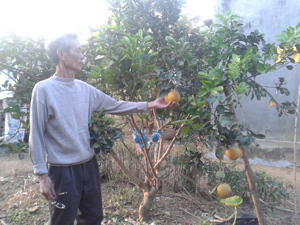 Nhiều gia đình ở xóm Tân Lai, xã Đông Lai (Tân Lạc) trồng bưởi đỏ cho thu nhập khá.