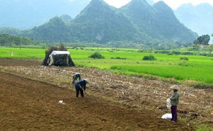 Nông dân xã Vĩnh Đồng (Kim Bôi) tập trung làm đất sẵn sàng   gieo trồng các loại cây màu trong vụ xuân.