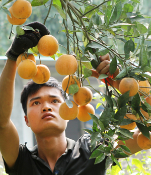 Người trồng cam ở Cao Phong cần mẫn chăm sóc, nâng niu những cành cam trĩu quả.