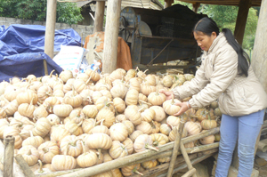 Mô hình trồng bí đỏ lấy hạt của gia đình HVND Nguyễn Văn Lâm, xóm Nội, xã Độc Lập (Kỳ Sơn) đem lại hiệu quả kinh tế cao.

