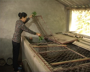 Gia đình đảng viên Lường Thị Quý, tiểu khu Liên Phương, TT Đà Bắc (Đà Bắc) phát triển mô hình kinh tế tổng hợp nuôi nhím và chim rừng đem lại hiệu quả kinh tế khá.