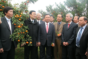 Chủ tịch nước Trương Tấn Sang và lãnh đạo tỉnh ta thăm vùng cam hàng hóa huyện Cao Phong.